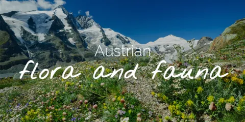 Austrian flora and fauna