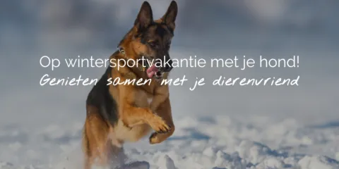 Op wintersportvakantie met je hond Header NL