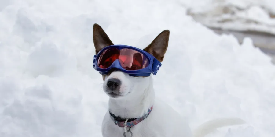 Op wintersportvakantie met je hond Foto 1